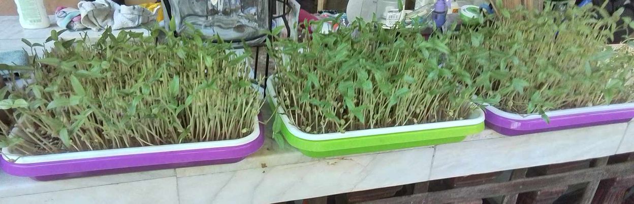 Abundant Nutritious Food in 3 minutes Sprouts